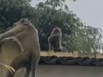 Kawanan monyet di Bandung